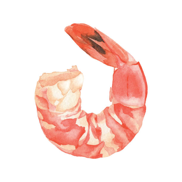 Watercolor Cooked Shrimp Vector illustration of shrimp. prawn animal stock illustrations