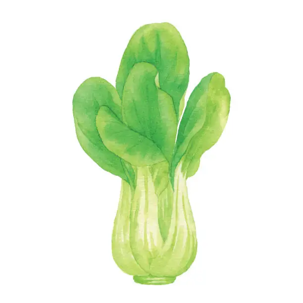 Vector illustration of Watercolor Bok Choy