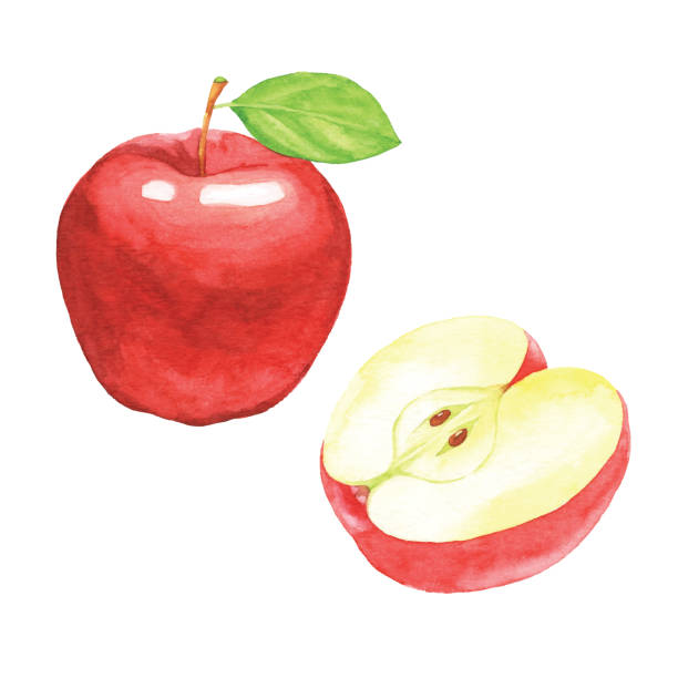 ilustraciones, imágenes clip art, dibujos animados e iconos de stock de manzanas rojas de acuarela - apple