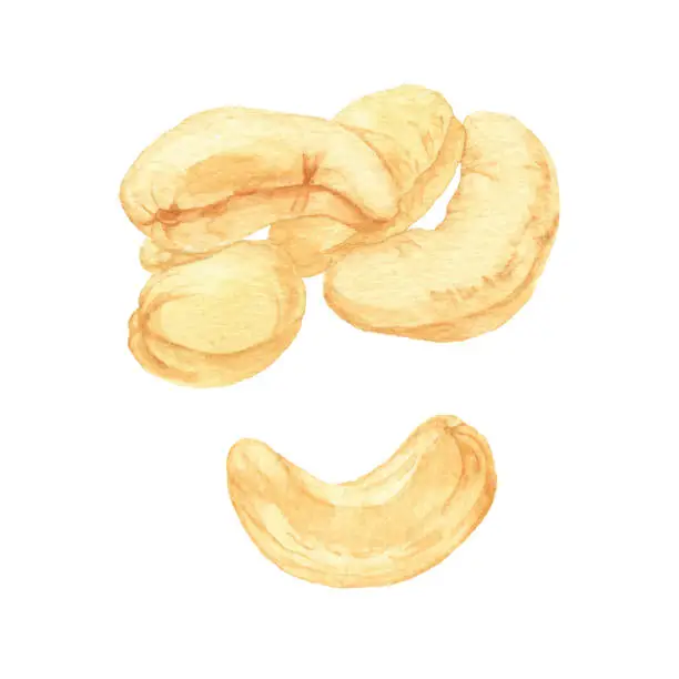 Vector illustration of Watercolor Cashew Nuts