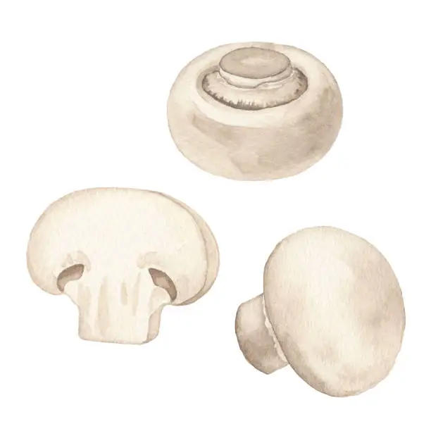 Vector illustration of Watercolor Mushrooms