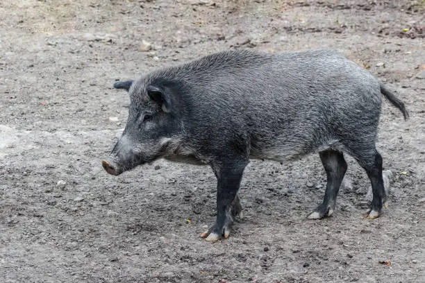 Black boar is looking for prey. Wild animals in nature. Eurasian wild pig.