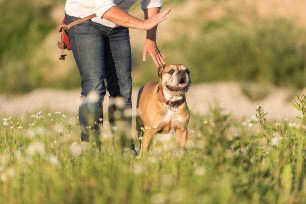 continental bulldog e il suo addestratore. formazione congiunta in un prato. segnali e segnali manuali - corso di addestramento foto e immagini stock