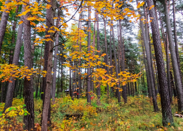 istock multi-colored yellow, red, green leaves in late autumn. 1183704073