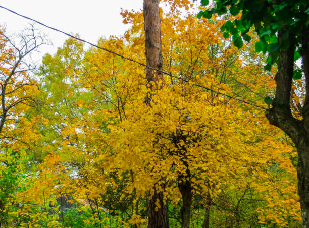 multi-colored yellow, red, green leaves in late autumn