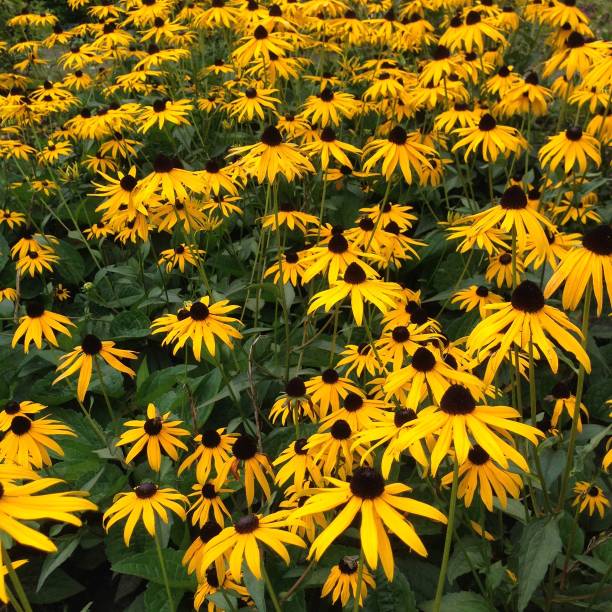 istock Rudbeckia Fulgida flowers 1183704930