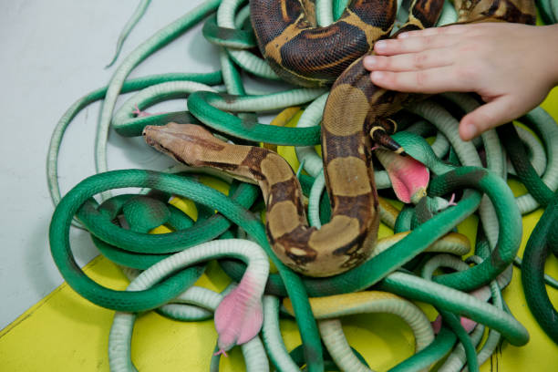 istock Green feather snakes. A snake with a gray spit . artificial and real snakes on a yellow background . 1183704969