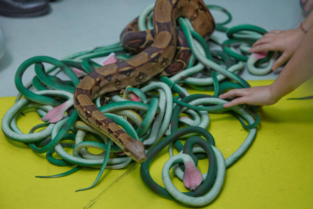 istock Green feather snakes. A snake with a gray spit . artificial and real snakes on a yellow background . 1183705992
