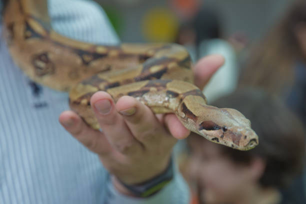 istock Man holds snake boa in his hands. Dangerous profession . Great Basin Gopher Snake Pituophis catenifer deserticola with his tongue hanging out in the hands of . holding the snake in his hand . 1183706266