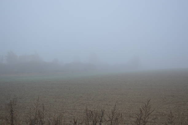 istock Morning fog after a night in forest 1183706275