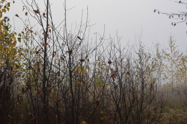 istock Morning fog after a night in forest 1183706380