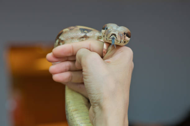 istock Man holds snake boa in his hands. Dangerous profession . Great Basin Gopher Snake Pituophis catenifer deserticola with his tongue hanging out in the hands of . holding the snake in his hand . 1183706381