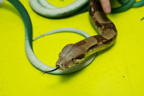 istock Green feather snakes. A snake with a gray spit . artificial and real snakes on a yellow background . 1183706385