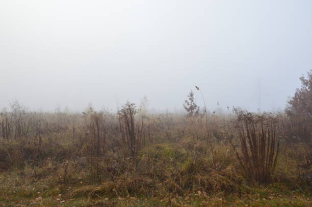 istock Morning fog after a night in forest 1183706387