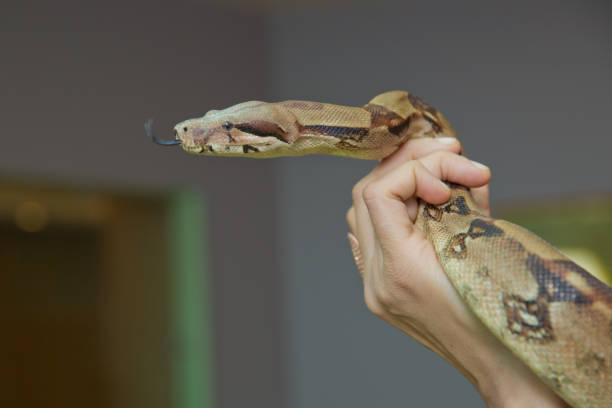 istock Man holds snake boa in his hands. Dangerous profession . Great Basin Gopher Snake Pituophis catenifer deserticola with his tongue hanging out in the hands of . holding the snake in his hand . 1183706395