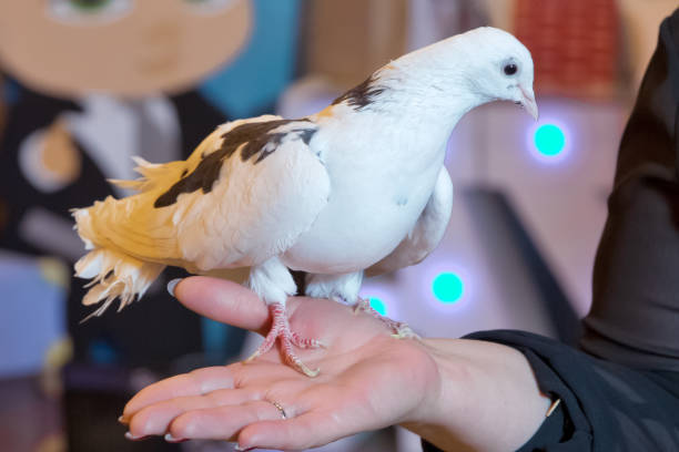 istock a dove on his hand . Holding a white dove in his hand. 1183706417