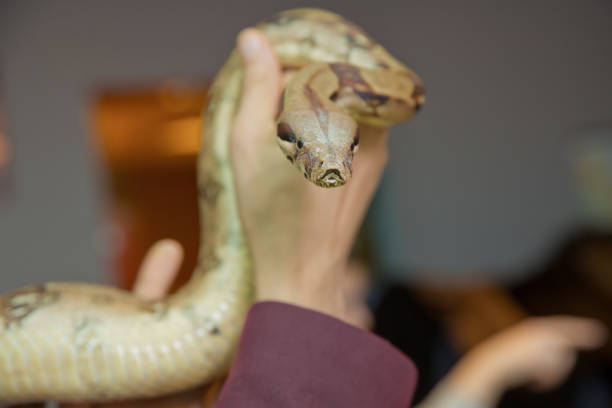 istock Man holds snake boa in his hands. Dangerous profession . Great Basin Gopher Snake Pituophis catenifer deserticola with his tongue hanging out in the hands of . holding the snake in his hand . 1183706484