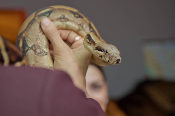 istock Man holds snake boa in his hands. Dangerous profession . Great Basin Gopher Snake Pituophis catenifer deserticola with his tongue hanging out in the hands of . holding the snake in his hand . 1183706534