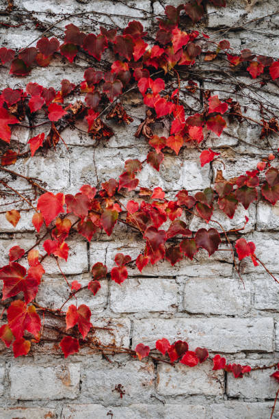 istock Autumn red hedera (ivy) leaves at gray brick wall 1183707925