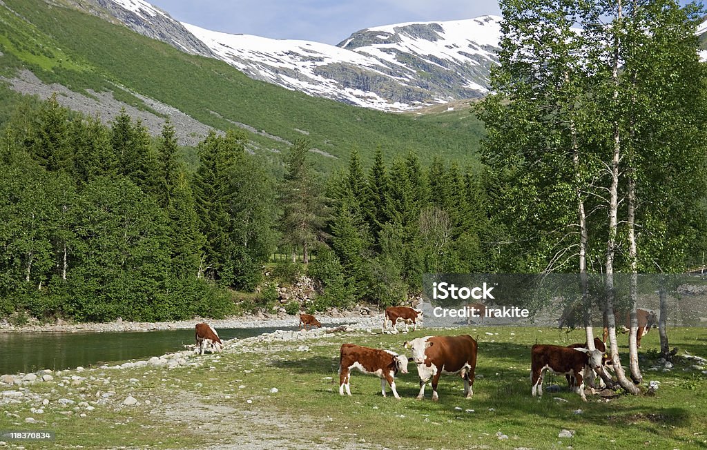 Mountain pasture  Agricultural Field Stock Photo