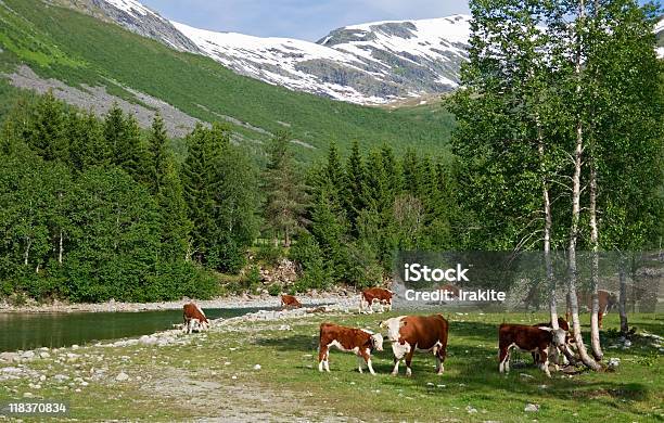 Mountain Pasture Stock Photo - Download Image Now - Agricultural Field, Agriculture, Animal