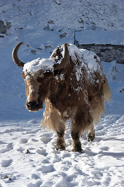 Himalayan yak going for warm sunlight, Nepal stock photo