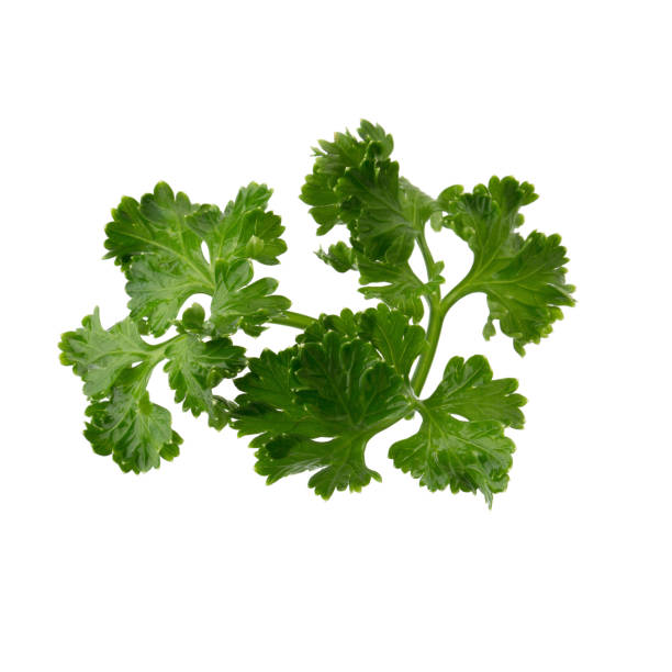 istock parsley fresh herb isolated on a white background 1183709243