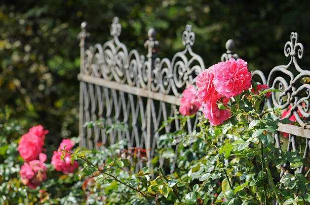 Pink roses growing over white picket fence.