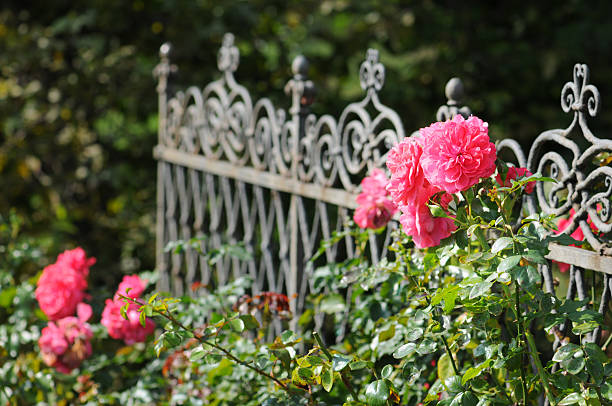 różowy róża igiełkowata na ogrodzenie - blütenpracht zdjęcia i obrazy z banku zdjęć