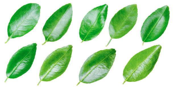 istock lemon Lime green background green leaves 1183715945