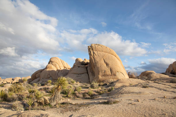 istock landscape with joshua trees in the desert 1183716012