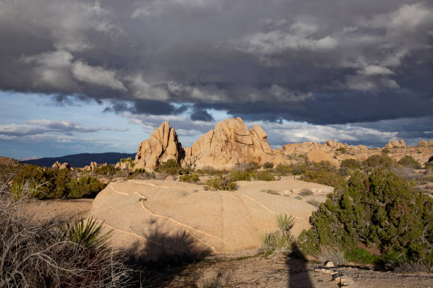 istock landscape with joshua trees in the desert 1183716021