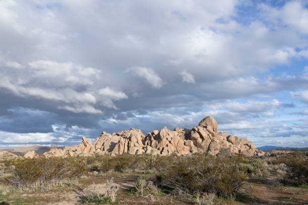 istock landscape with joshua trees in the desert 1183716054