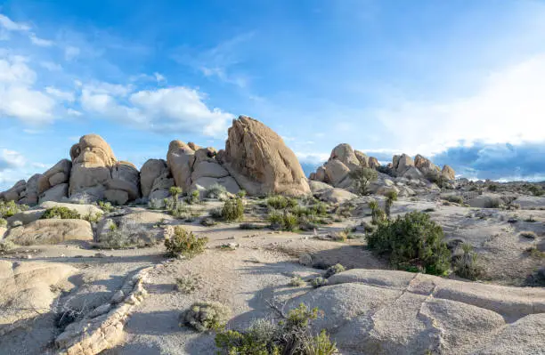 landscape with joshua trees in the Joshua tree national park