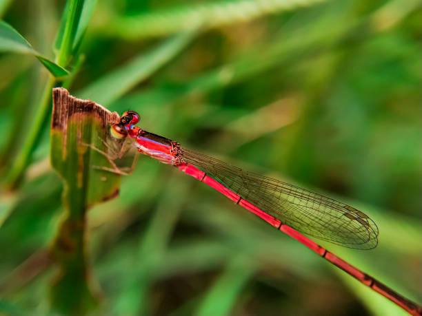 istock damselfly is holding the plant 1183716179