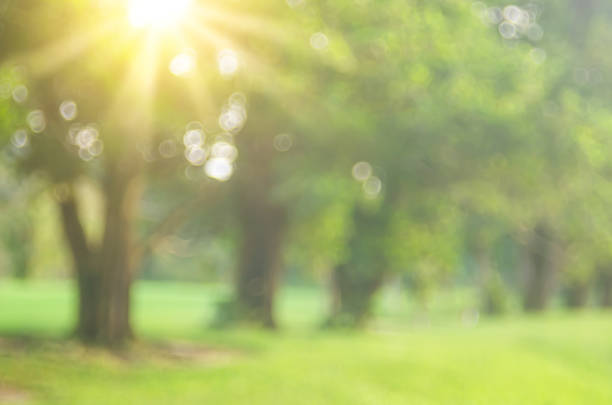 Blur nature green park with bokeh sun light abstract background. Copy space of travel nature adventure and environment ecology concept. Vintage tone filter effect color style.