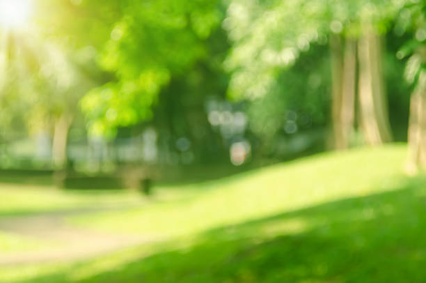 istock Blur nature green park with bokeh sun light abstract background. 1183717327