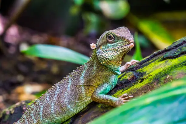 Photo of Chinese water dragon lizard in closeup, tropical reptile pet, Exotic animal specie from Asia