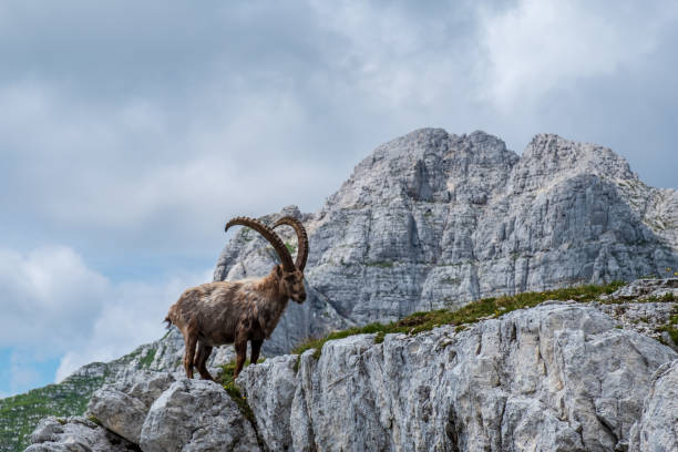 istock Capricorns in the Julian alps 1183719995