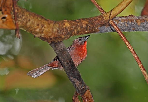 istock Red-throated Ant-tanager 1183720861