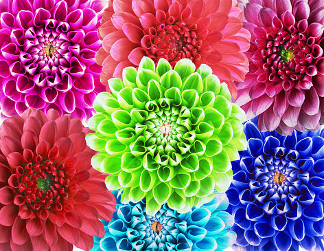 Background from bright multi-colored  flowers. Collage .