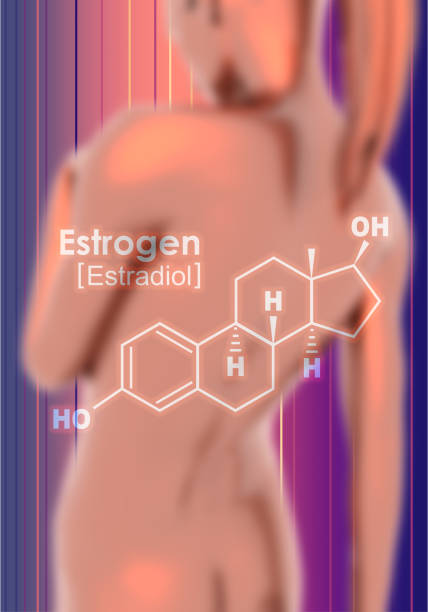 Formula of hormone estrogen. Chemical molecular formula hormone estrogen. Infographics illustration. Woman body. 3D rendering oestrogen stock pictures, royalty-free photos & images