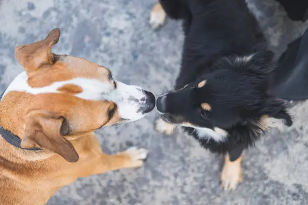 Photo of Dogs sniffing each other, acquaintance, socialization and behaviour issues with pets.