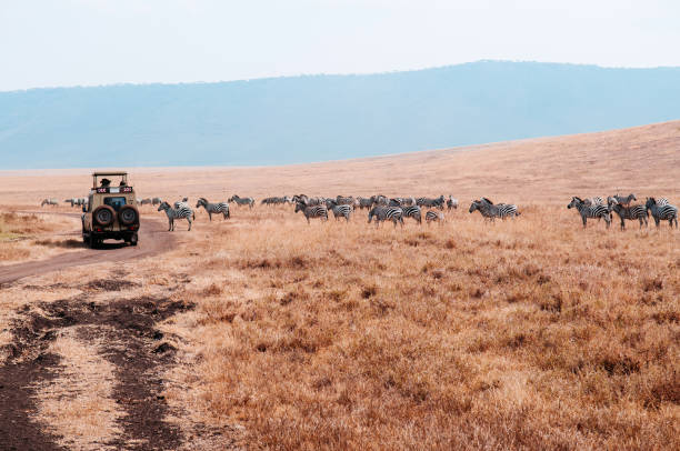 safari fuoristrada e mandria di zebre in campo di erba dorata a ngorongoro - parco nazionale del serengeti foto e immagini stock