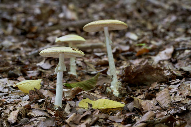 네이치 숲의 잎에서 자라는 치명적인 유독 버섯 amanita phalloides. 죽음의 모자라고도 합니다. 녹색 모자와 흰색 줄기버섯. 자연 상태. - 알광대버섯 뉴스 사진 이미지