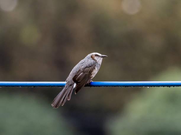 istock Japanese brown-eared bulbul on a utility line 1 1183725145