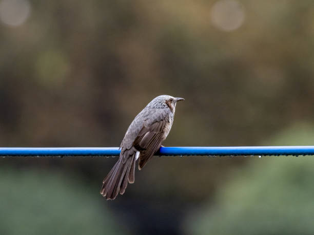 istock Japanese brown-eared bulbul on a utility line 5 1183725162