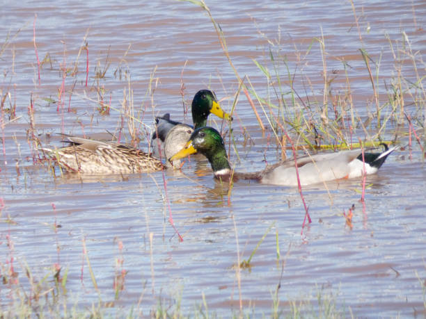 istock Birds on the Llobregat River 1183725212