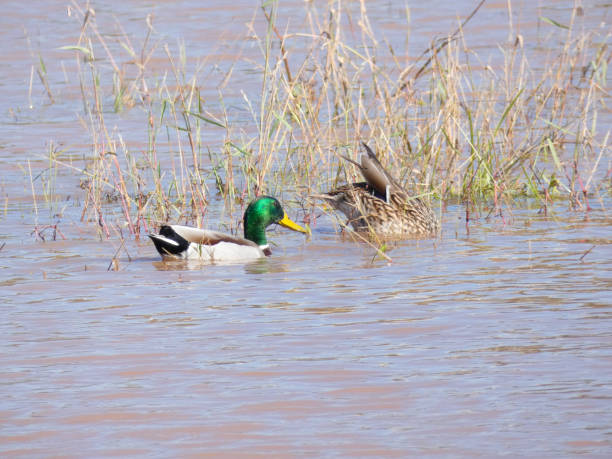 istock Birds on the Llobregat River 1183725230