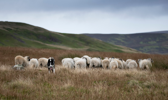 a flock of sheep rounded up by a sheepdog in the north yorkshire dales showing hills in background